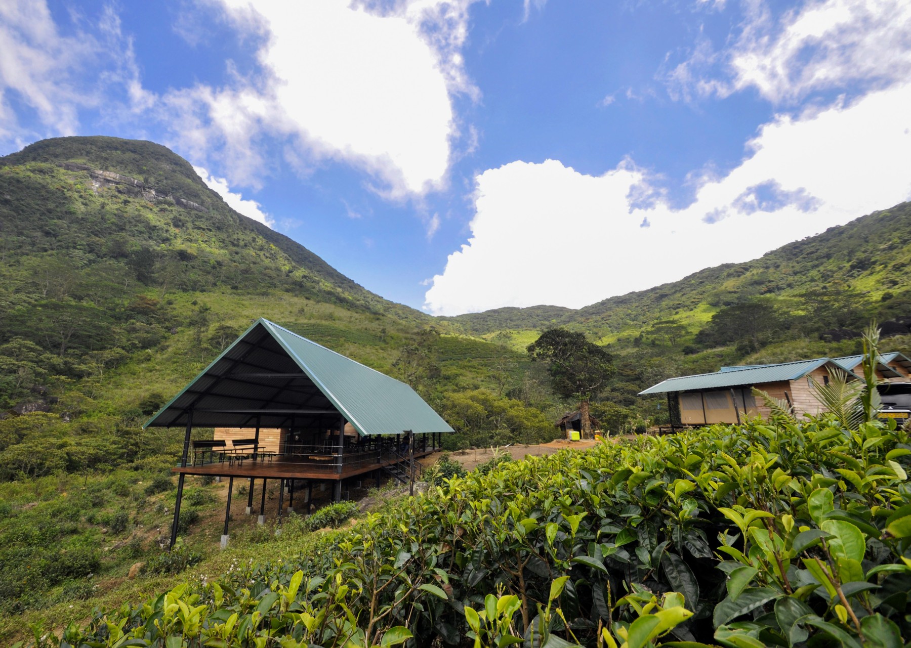 Wild Glamping Knuckles
